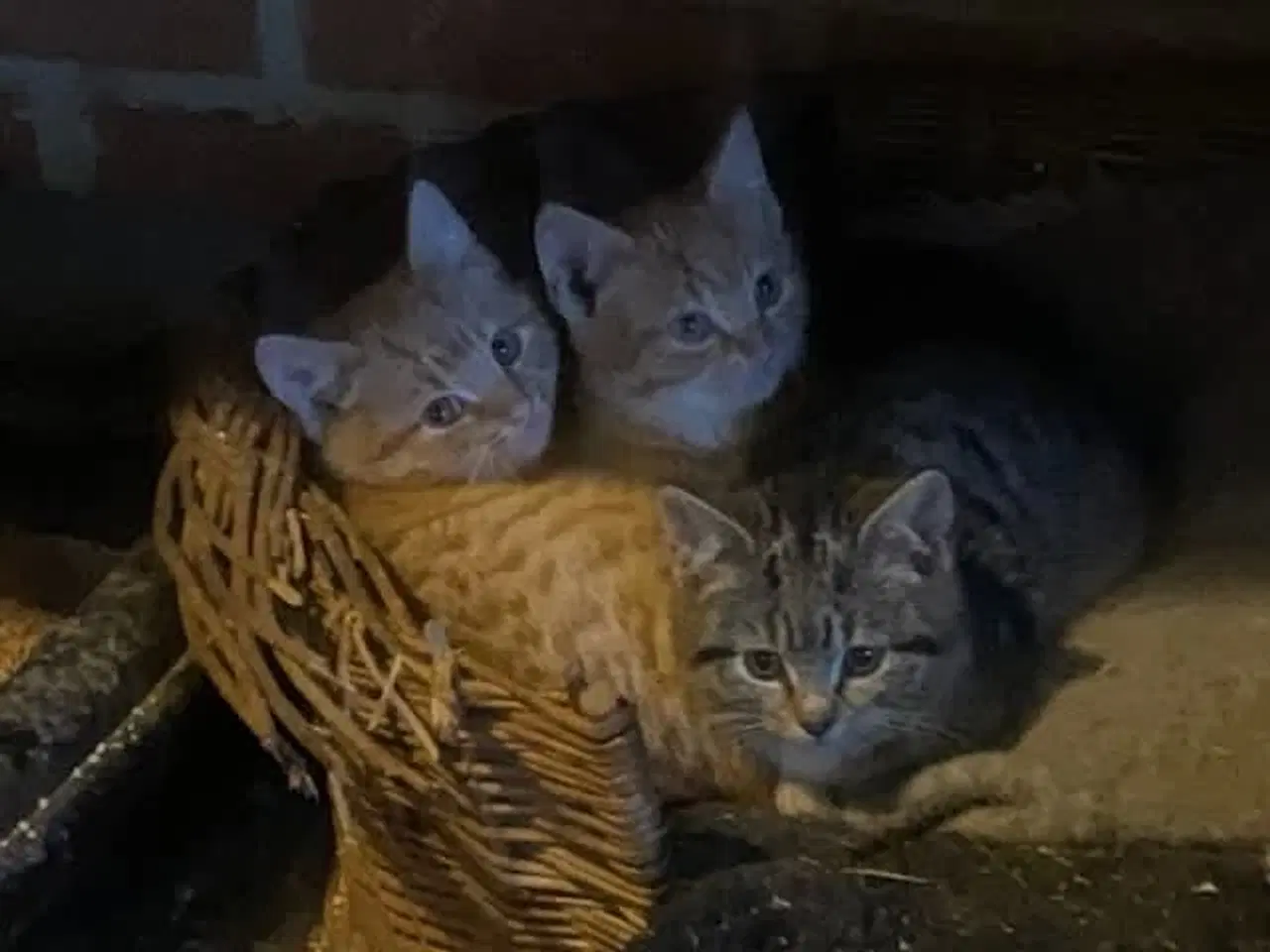 Billede 3 - Søde kattekillinger