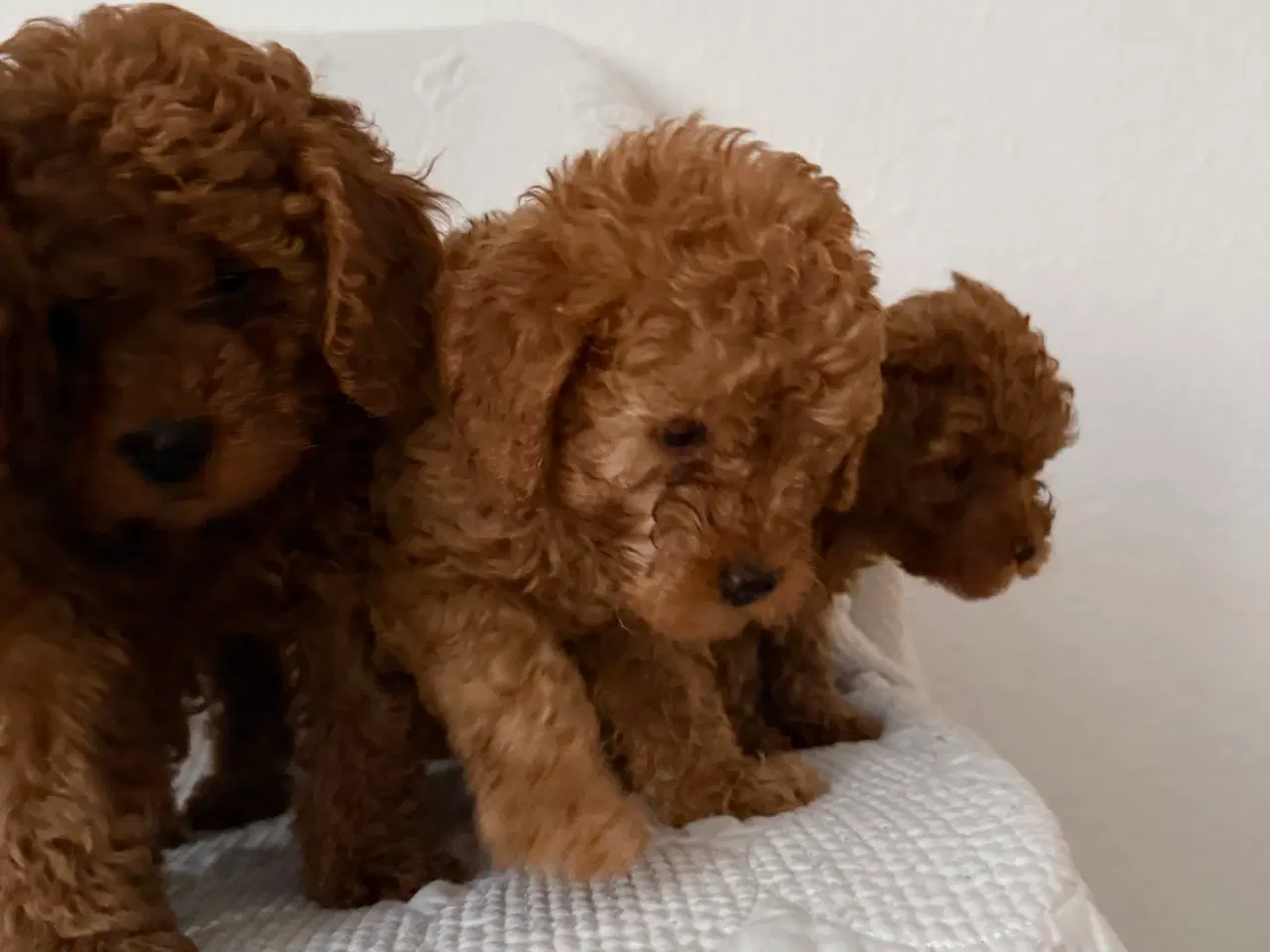 Billede 4 - Toy puddle hvalpe 