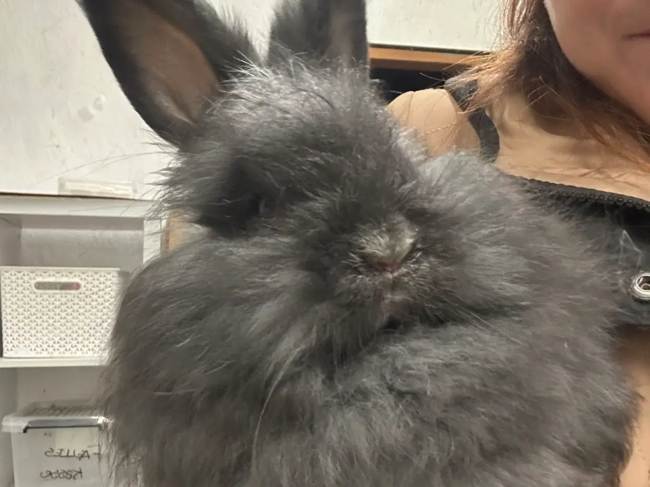 Billede 2 - Angora han 