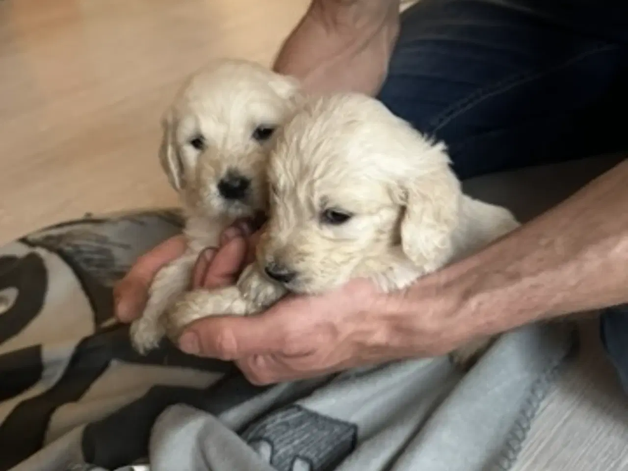 Billede 1 - Lækre goldendoodles på vej… 