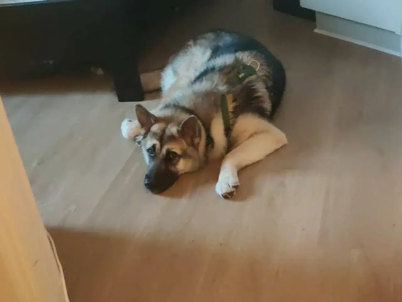 Billede 6 - Coda søger ny hjem 