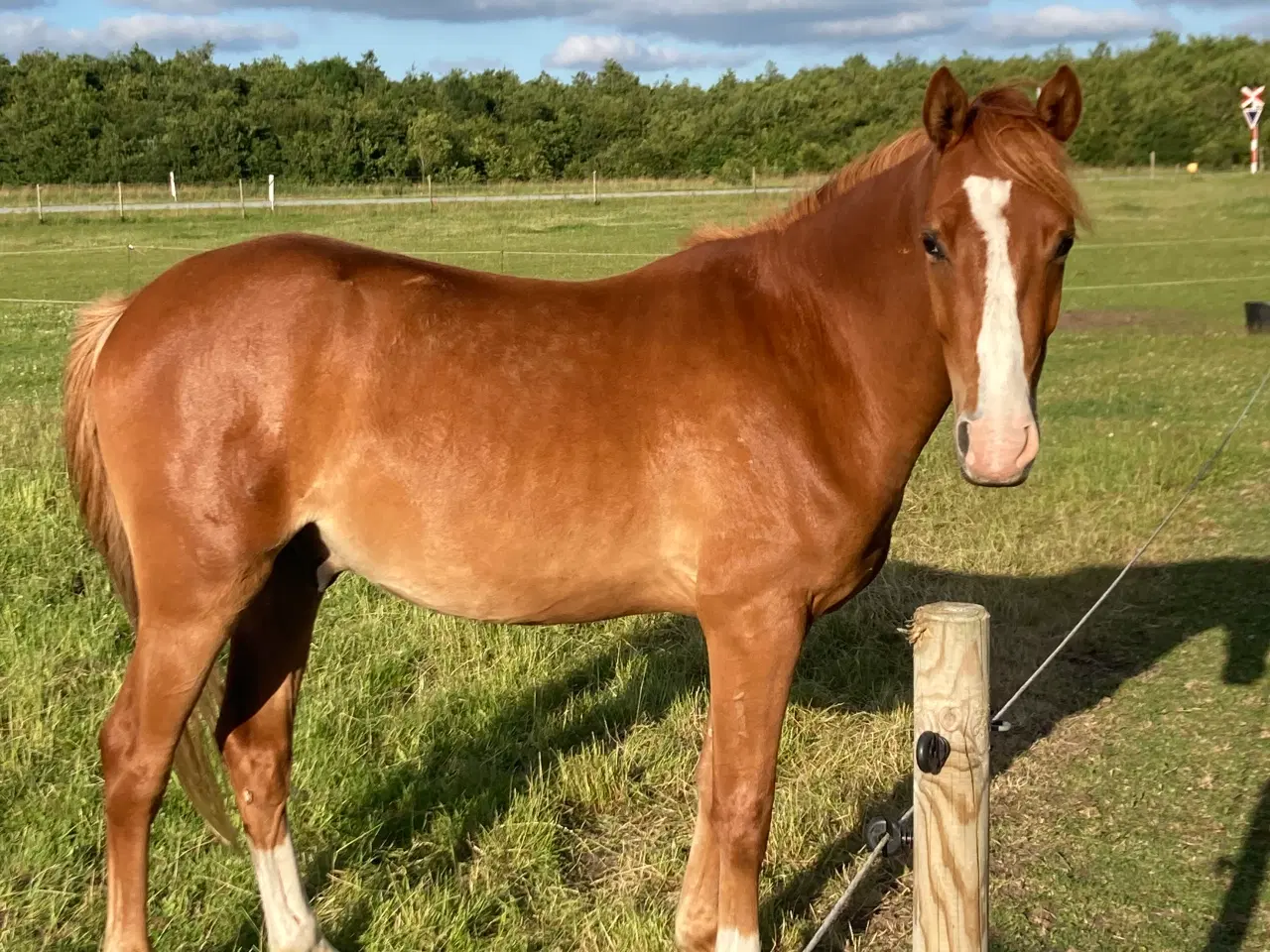 Billede 1 - Sports pony vallak 