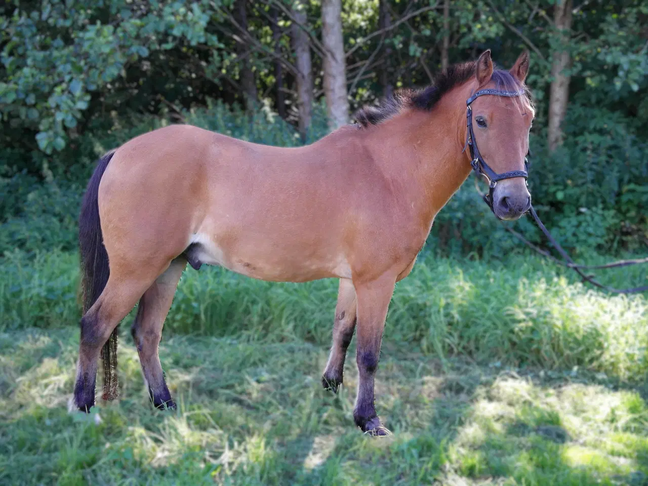 Billede 3 - børnepony /Næsten begynder pony / bytte
