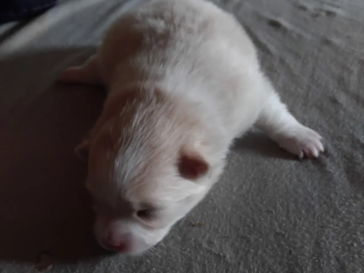 Billede 2 - Pomeranian pige hvalp