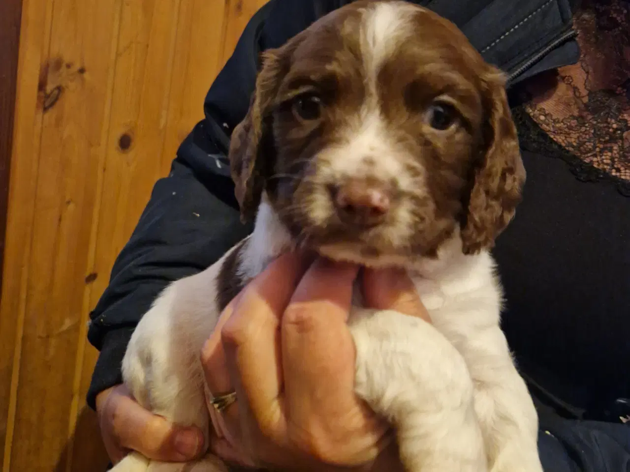 Billede 2 - Søde hvalpe - engelsk springer spaniel  FT og Bob