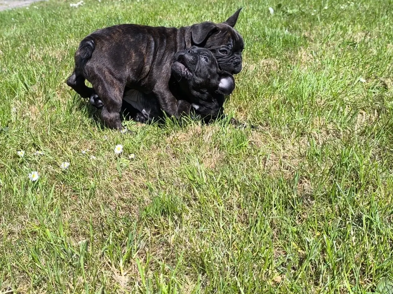Billede 3 - DK fineste fransk bulldog hvalpe !!!!!!