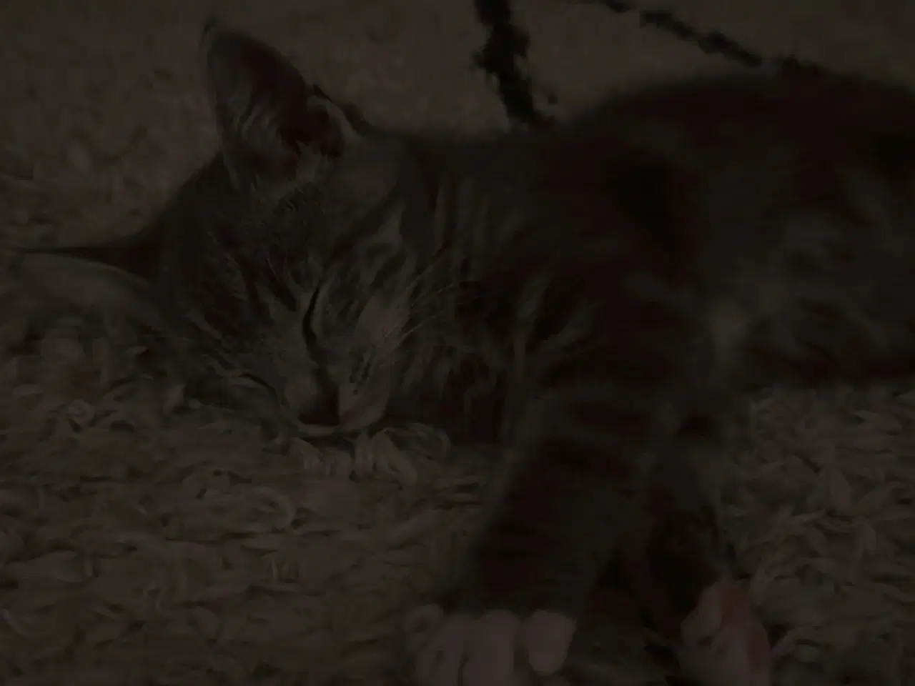 Billede 2 - Katte killing