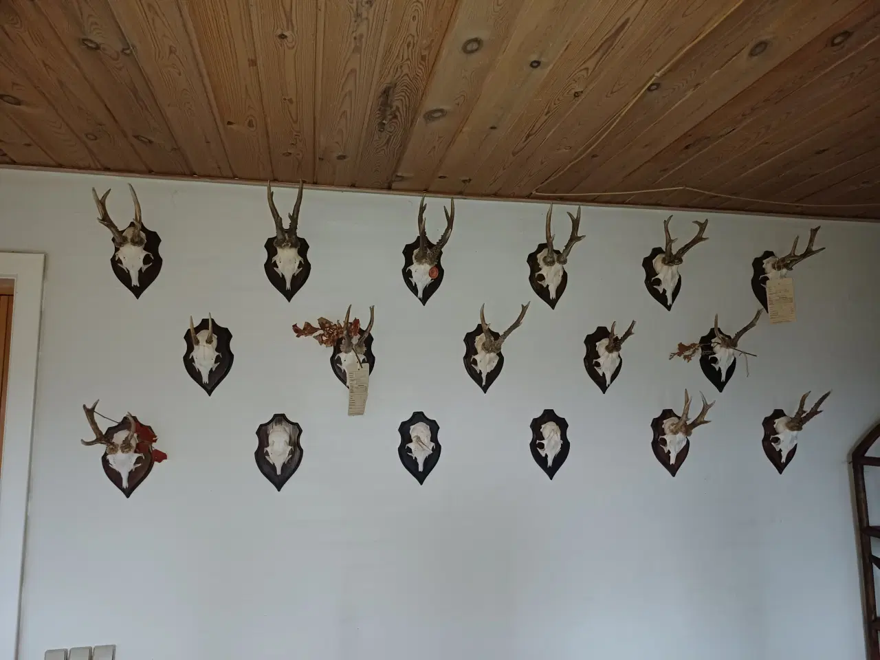 Billede 1 - Råbukke, opsatser monteret på plade.