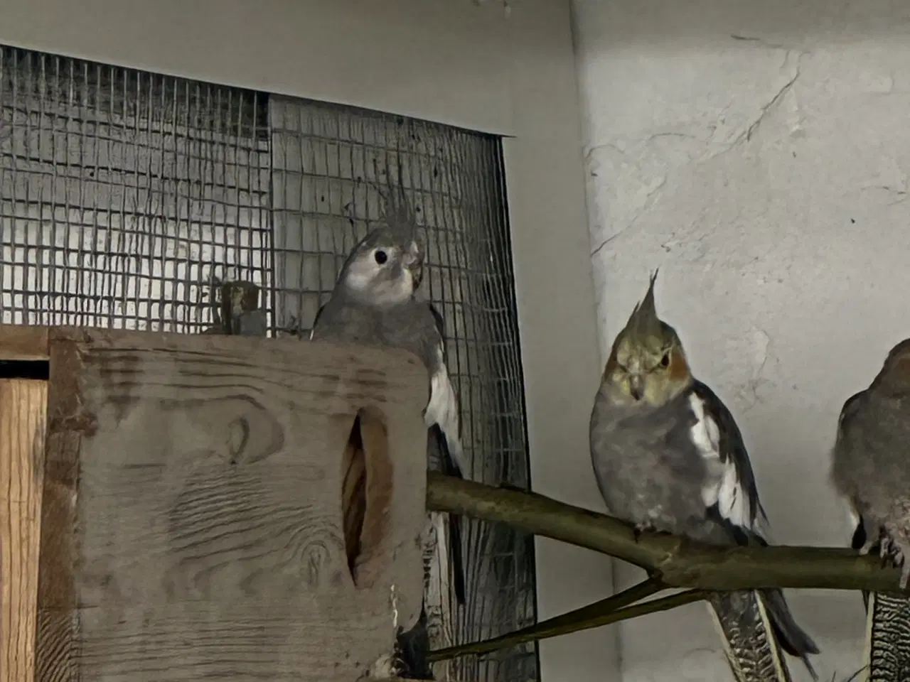 Billede 2 - Nymfeparakitter