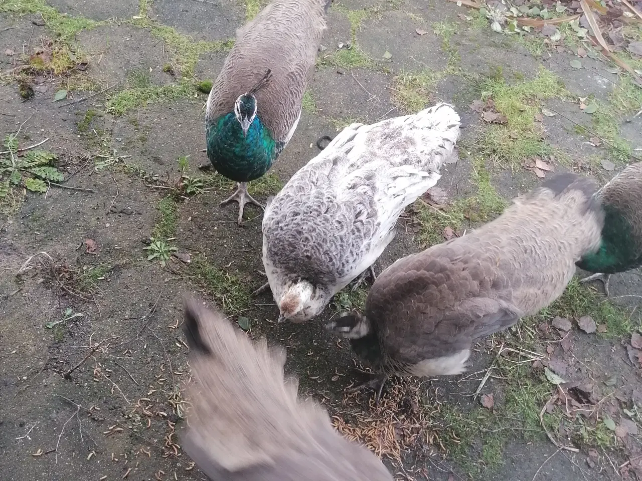 Billede 1 - Påfugle sælges