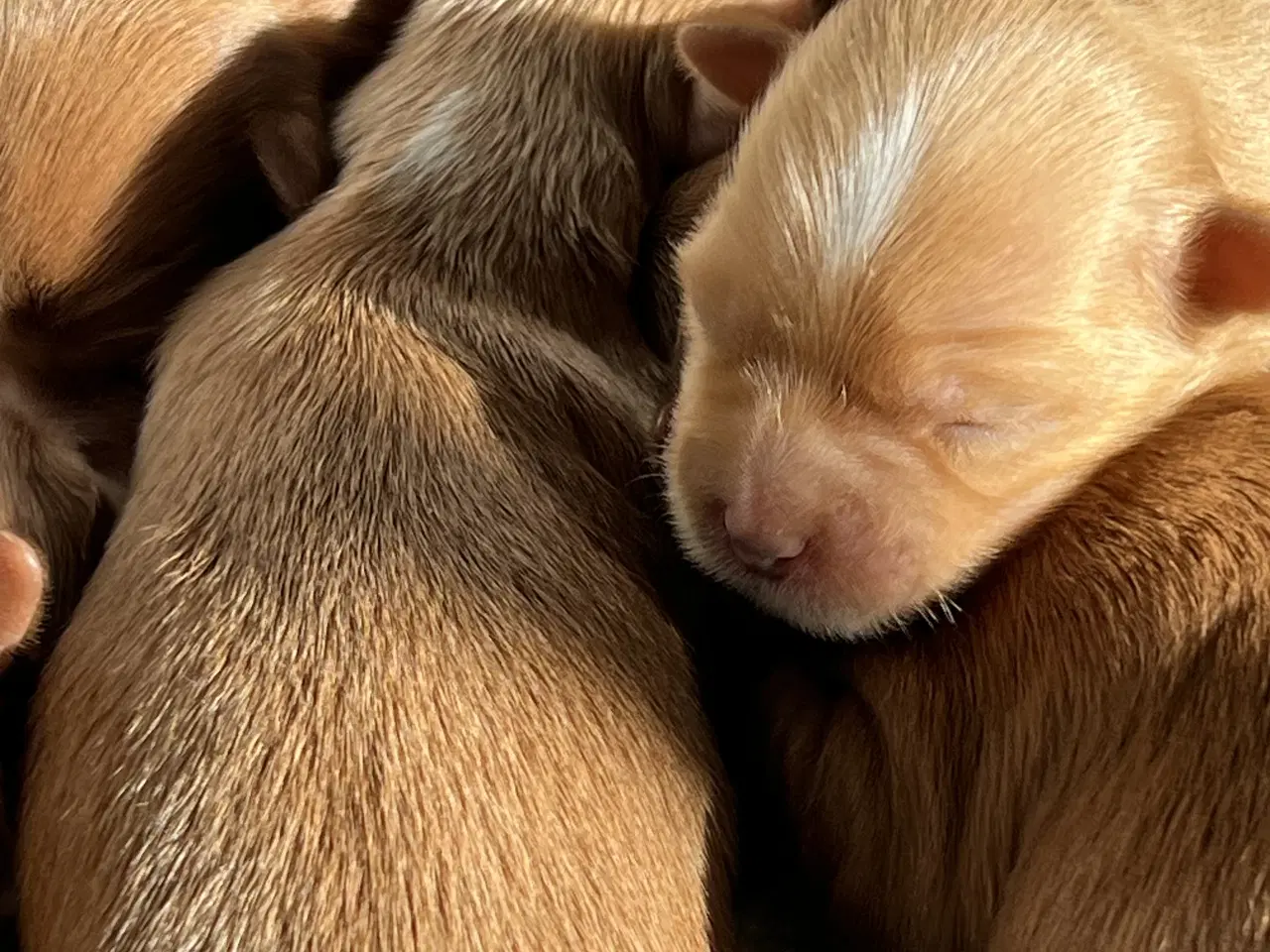 Billede 6 - 🧡Smukke Abrikos & Røde små 🧡