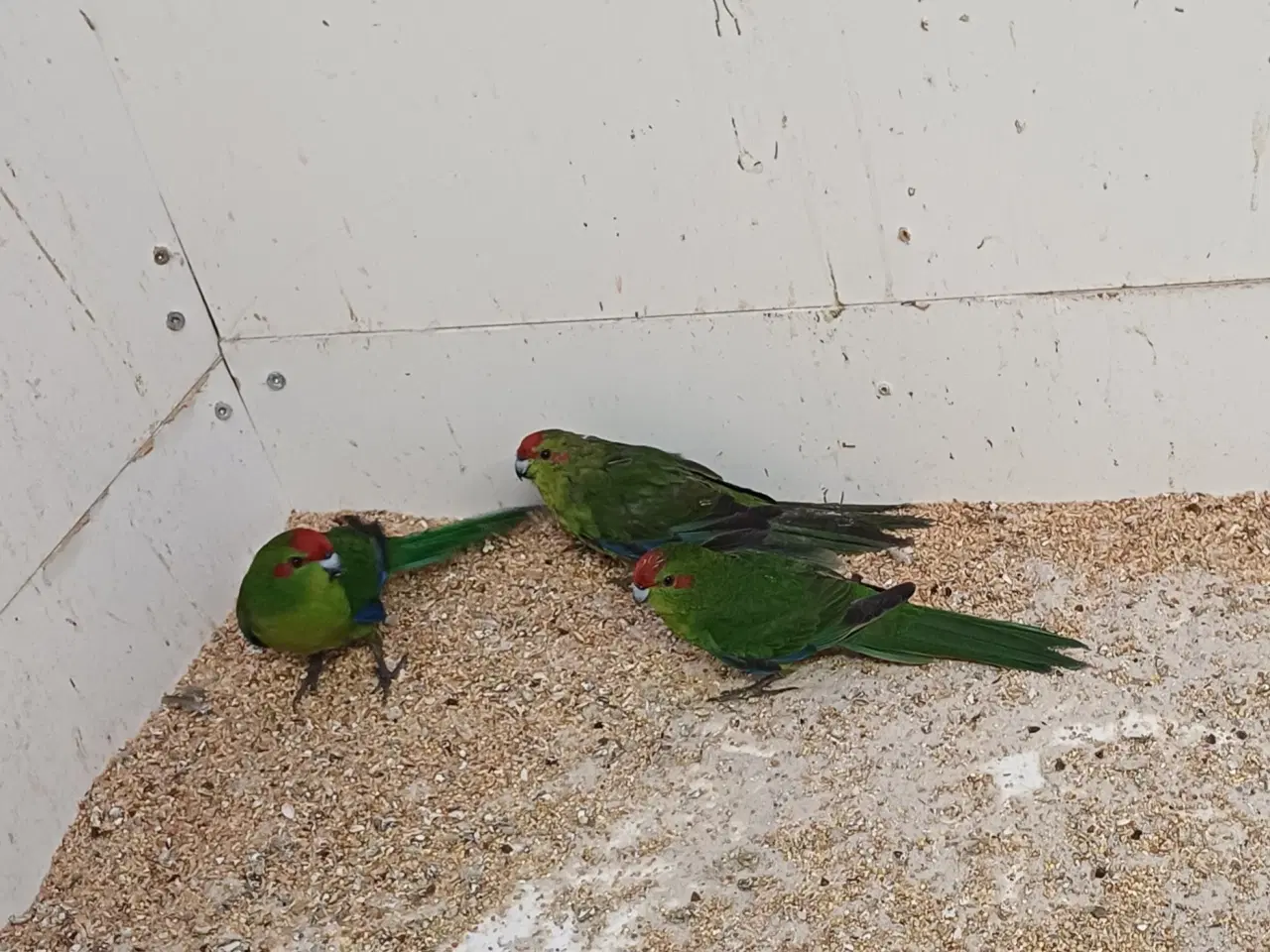 Billede 2 - Gedeparakitter