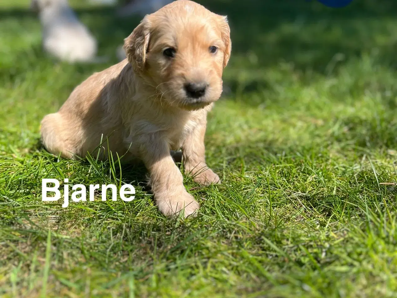 Billede 8 - Goldendoodle 