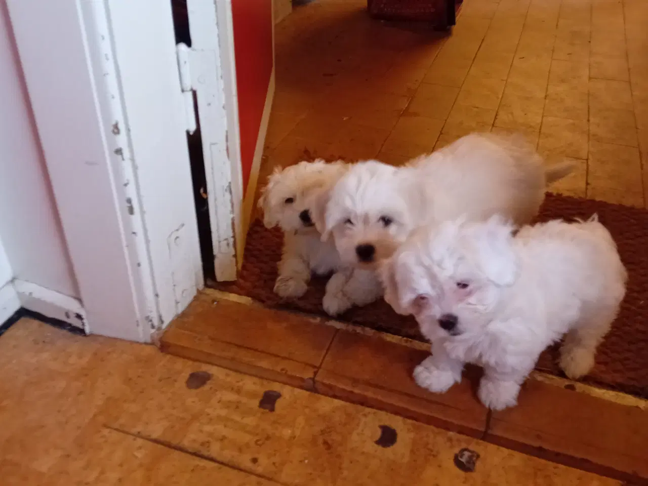 Billede 11 - Coton de Tulear x Malteser. Allergivenlig. Bomulds