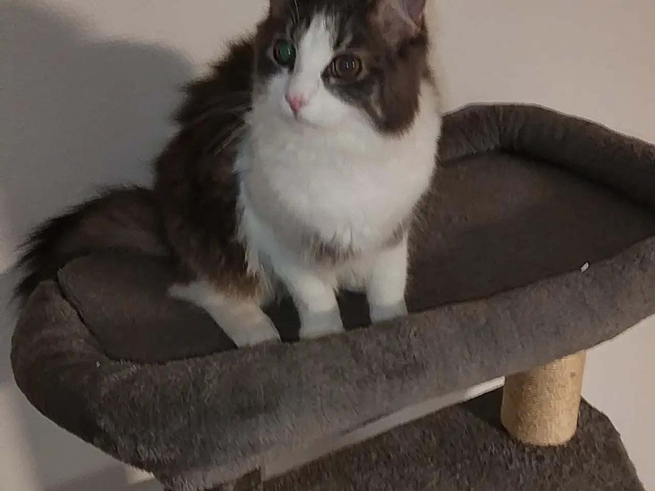 Billede 2 - Maincoon han kat til salg.