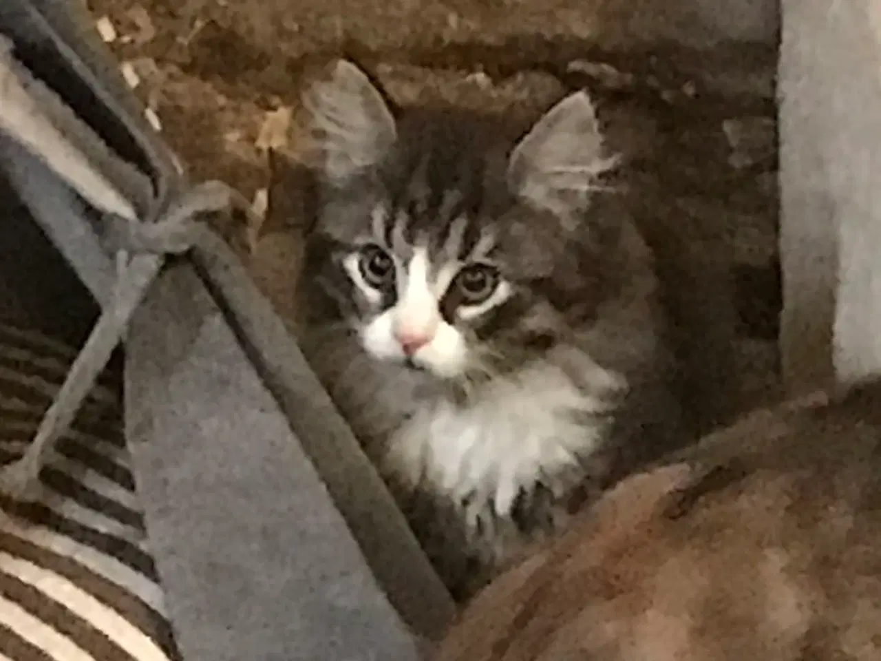 Billede 3 - Lækker han