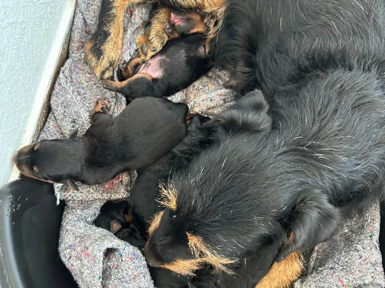 Billede 5 - Tysk jagtterrier hvalpe