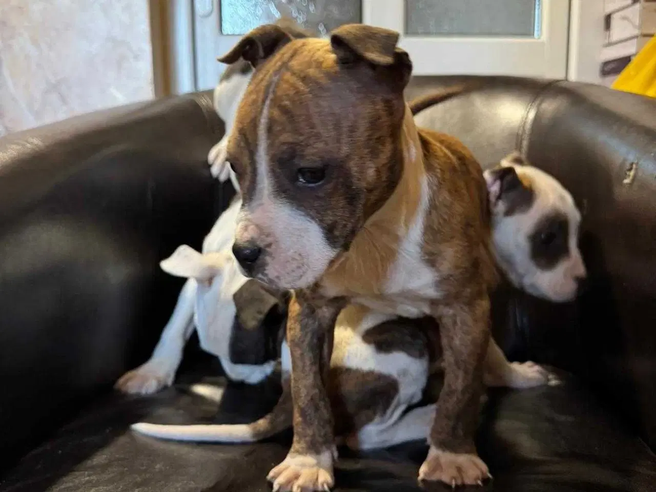 Billede 6 - American Bully XL hvalpe