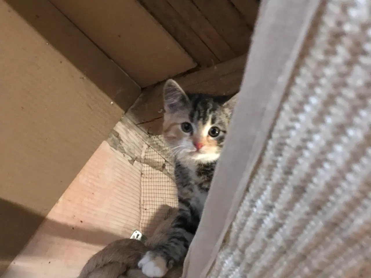 Billede 2 - Smuk  pige