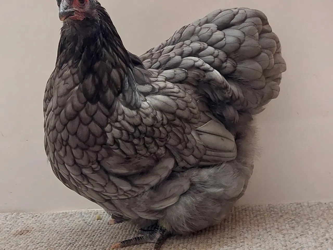 Billede 2 - Dværg Orpington Blå