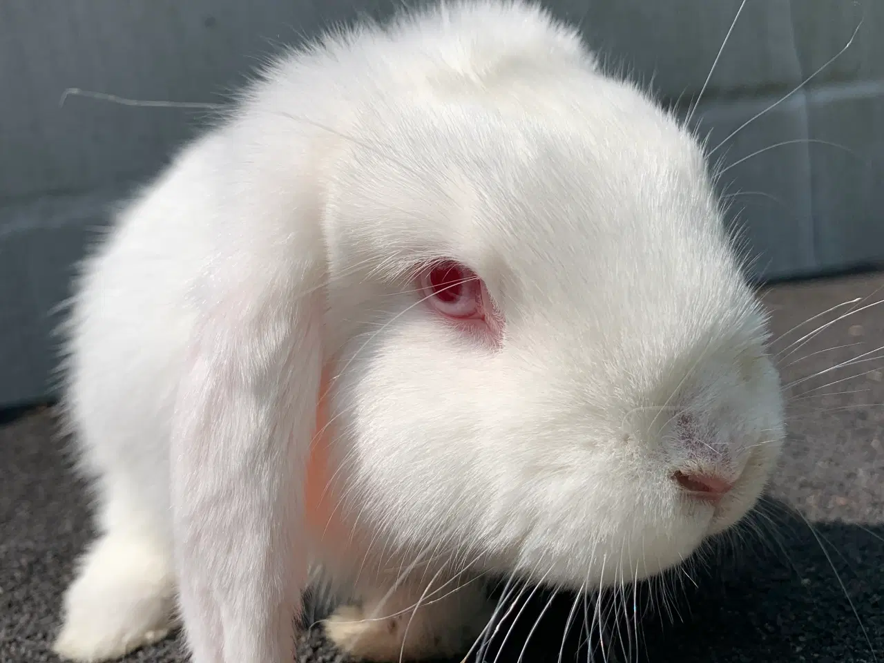 Billede 2 - Mini lop hun 1 år gammel