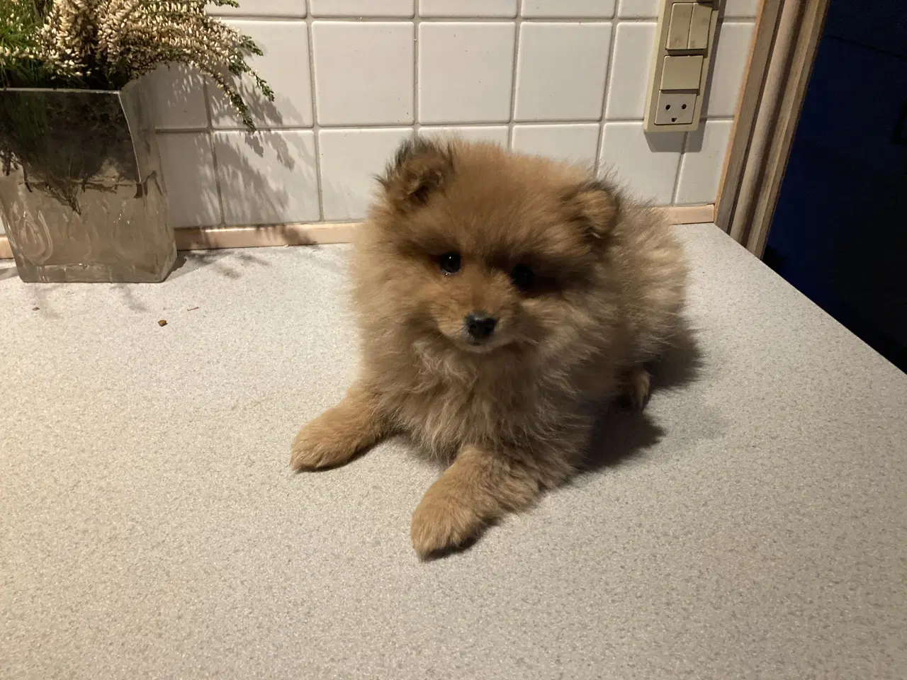 Billede 1 - Charmerende hvalp. 