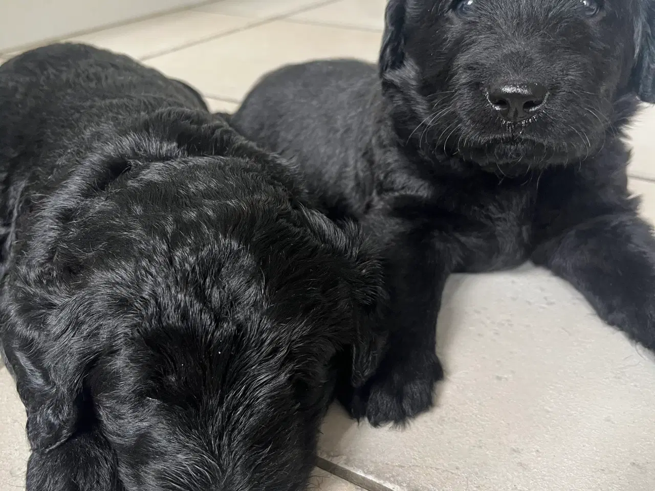 Billede 3 - Labradoodles hvalpe