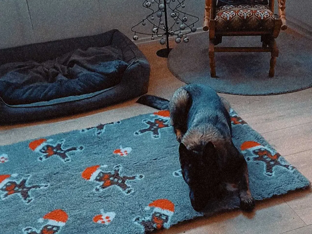 Billede 10 - Grå schæfer han