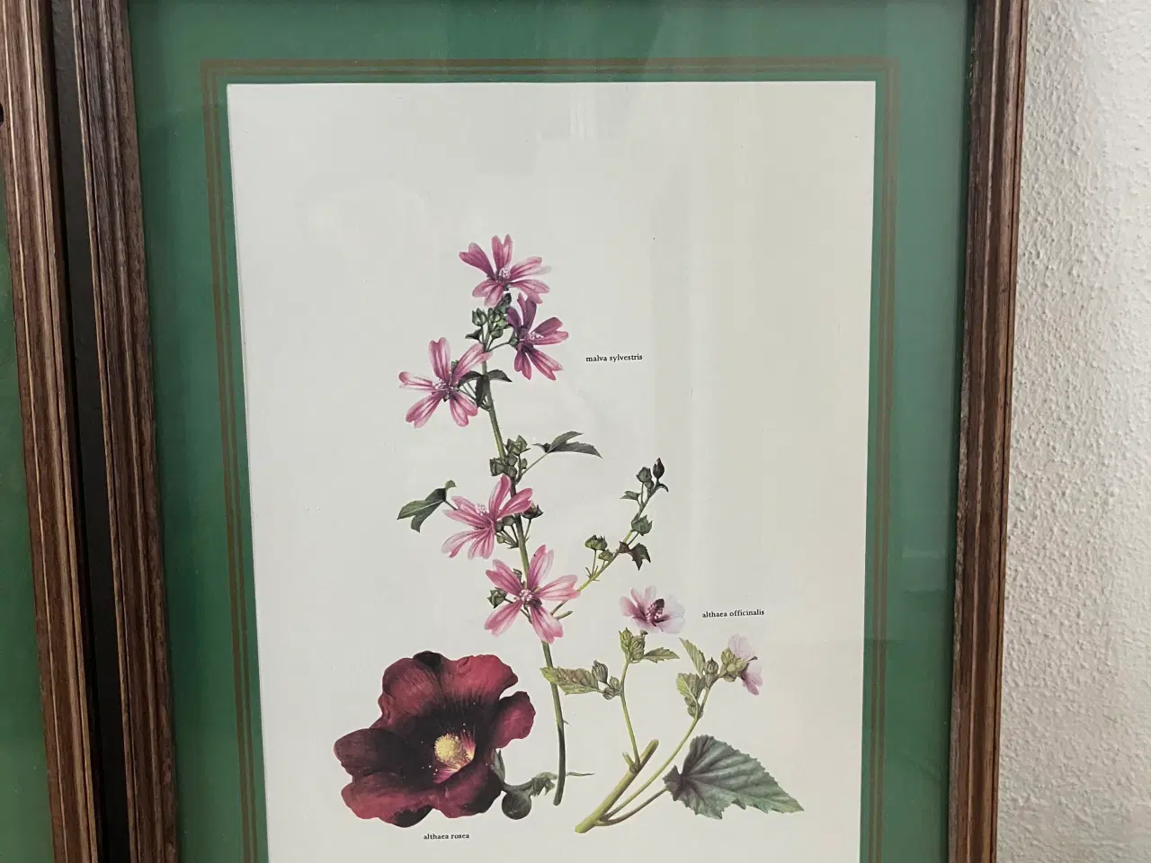 Billede 4 - Billeder 