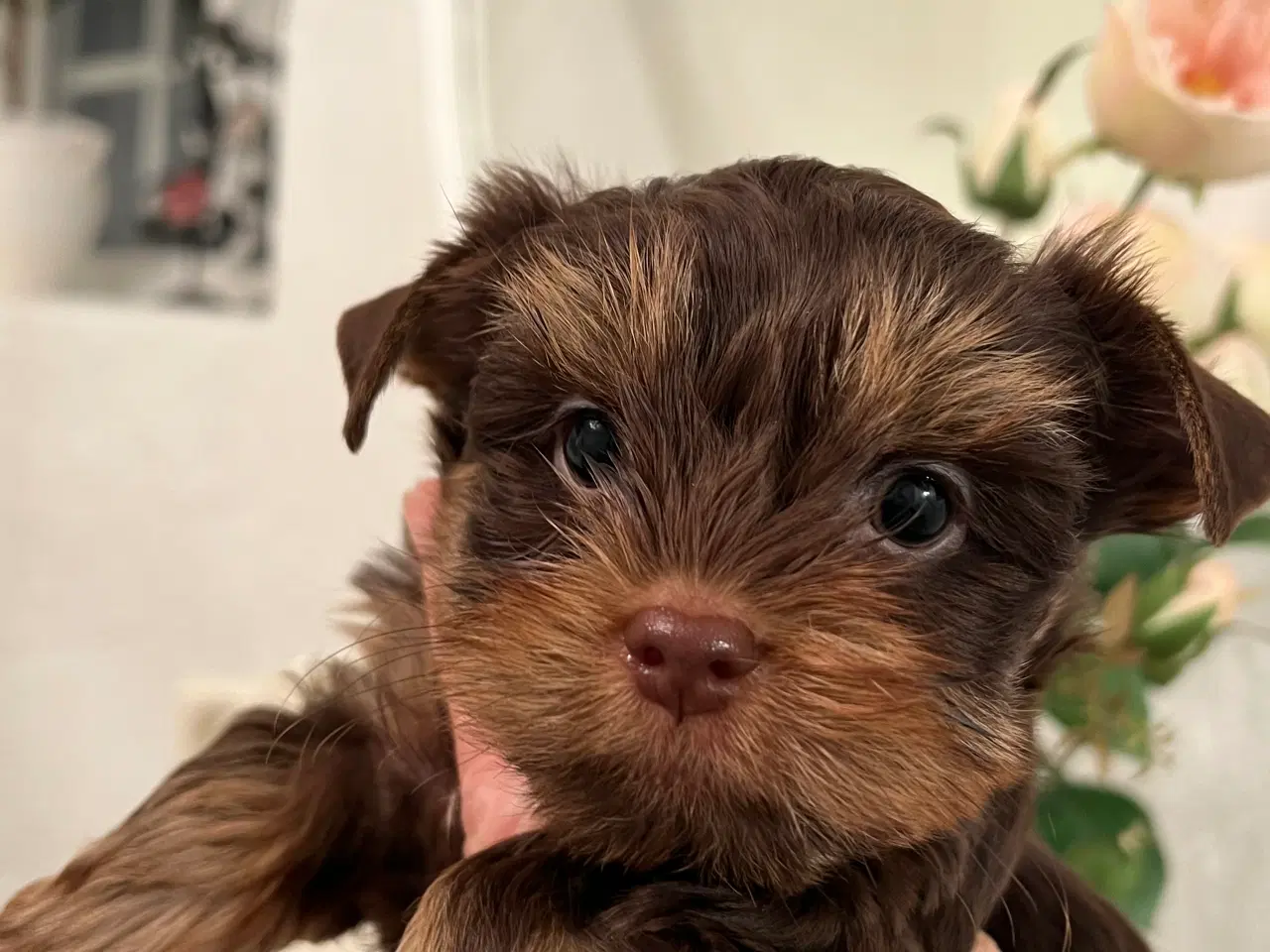 Billede 6 - Chokolade Yorkshire Terrier