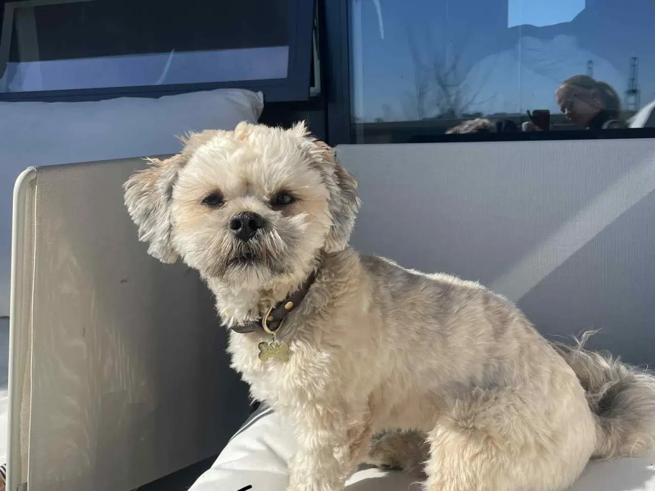 Billede 11 - Hvalpe- shizu/lhasa apso