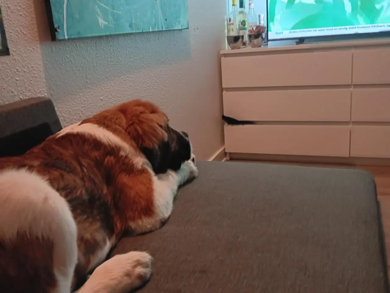 Billede 11 - Hunde hvalp