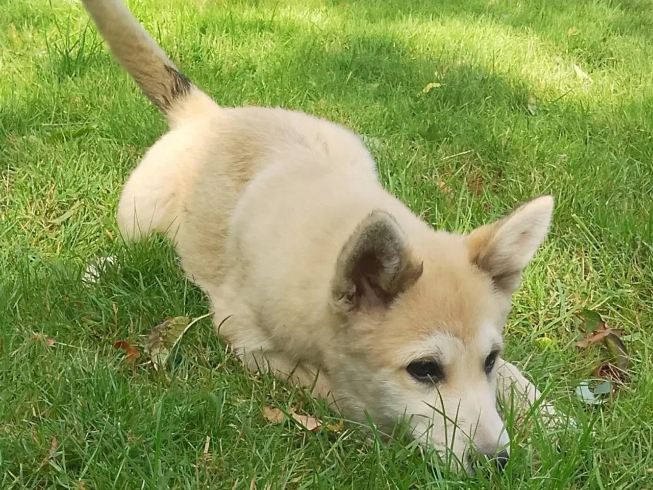 Billede 14 - Husky blandinger 