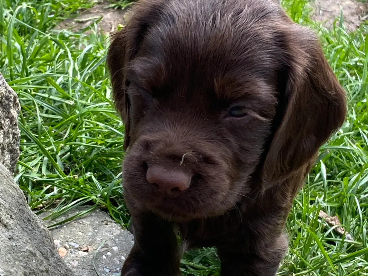 Billede 10 - Smukke cockerspaniel hvalpe