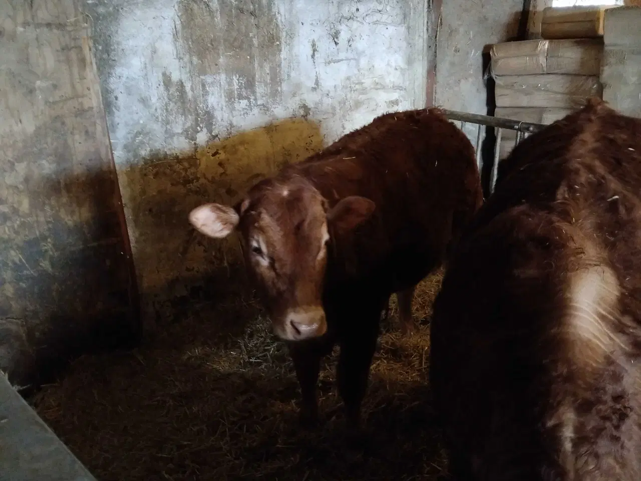 Billede 1 - Limousine  tak for stor opmærksomhed tyren er solg