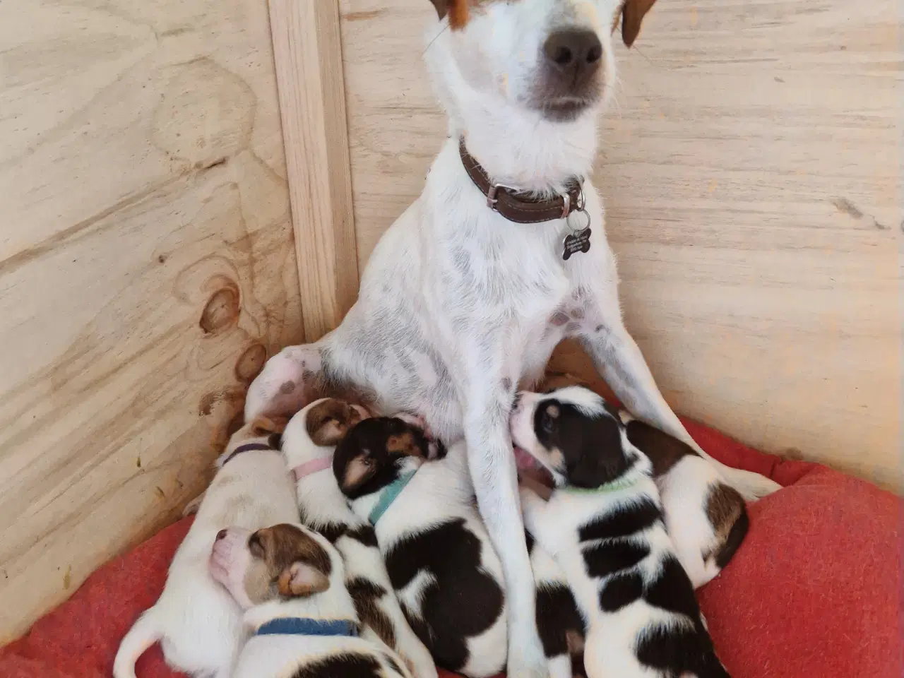 Billede 10 - Dansk svensk gårdhund jack russel