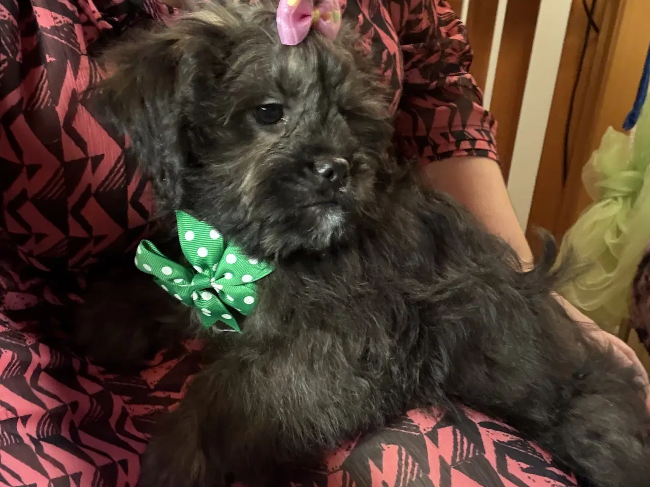 Billede 10 - Rejseklar Shihpoo /Klar i dit nye hjem/