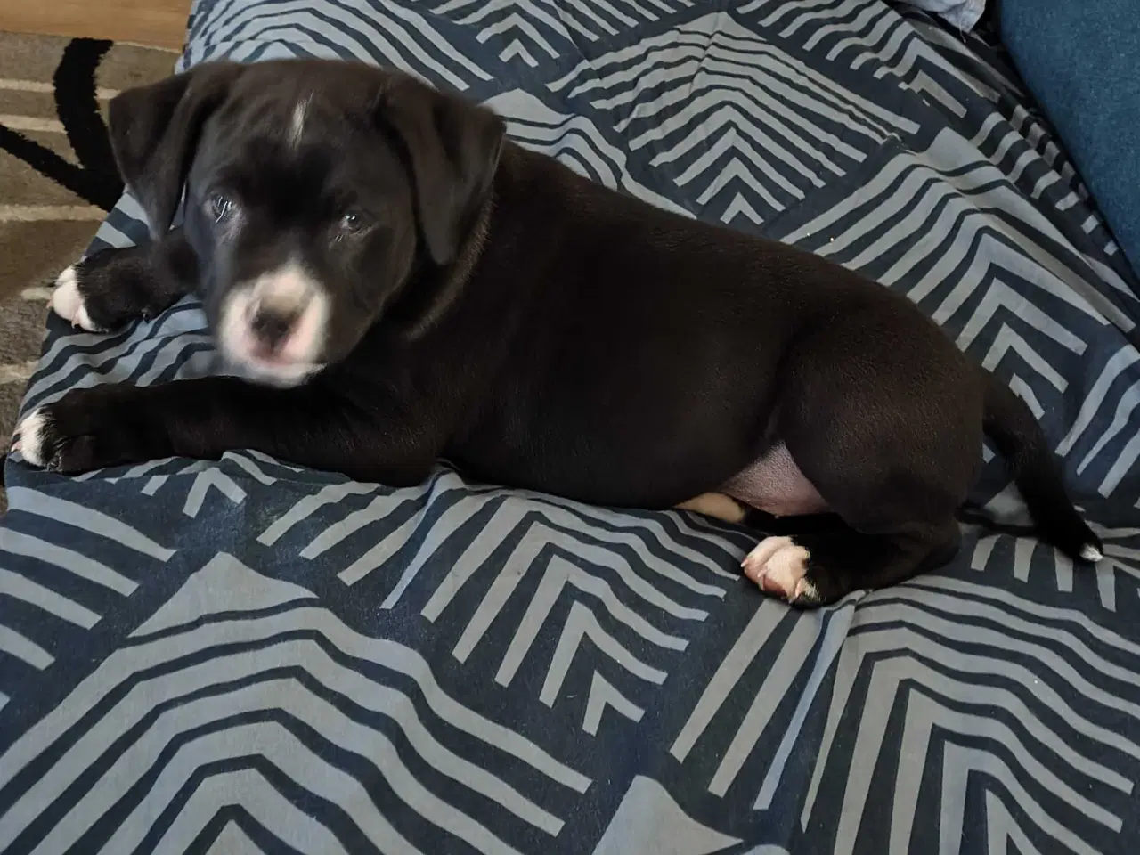 Billede 3 - Lækker blandings tæve