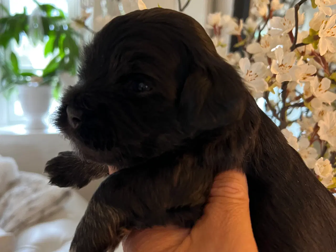Billede 4 - Sødeste Bichon Havanais 