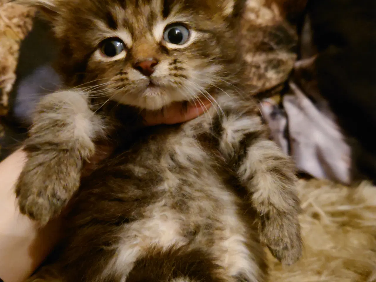 Billede 11 - Maine coon killing Far med tavle