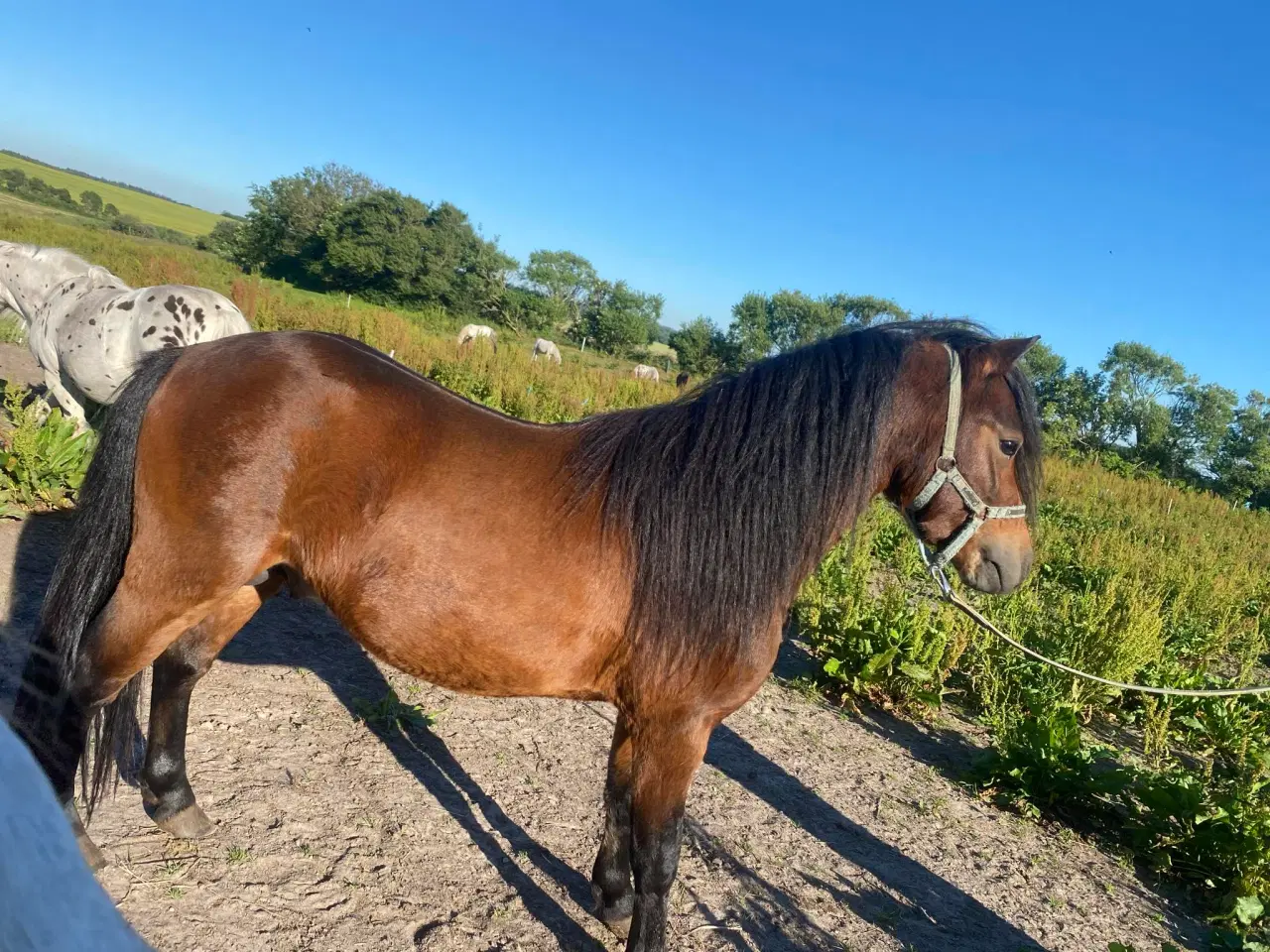 Billede 1 - Smuk og charmerende hingst søger nyt hjem