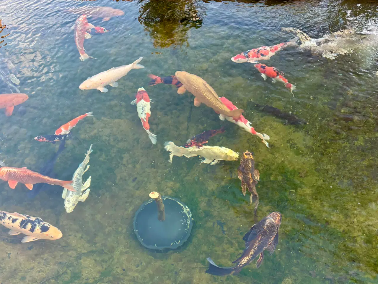 Billede 6 - Koi karper sælges billigt
