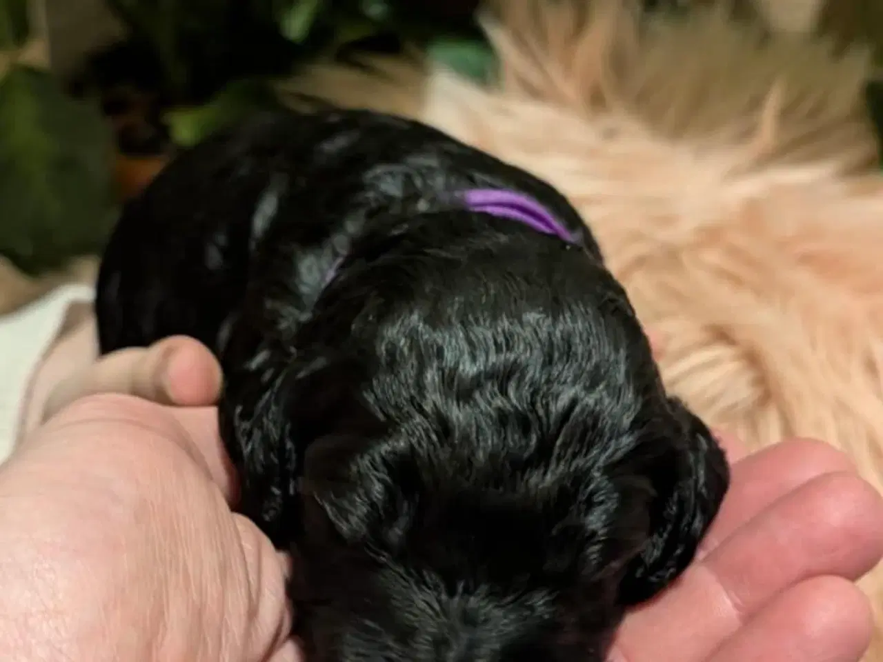 Billede 17 - Cockapoo hvalpe søger nye hjem