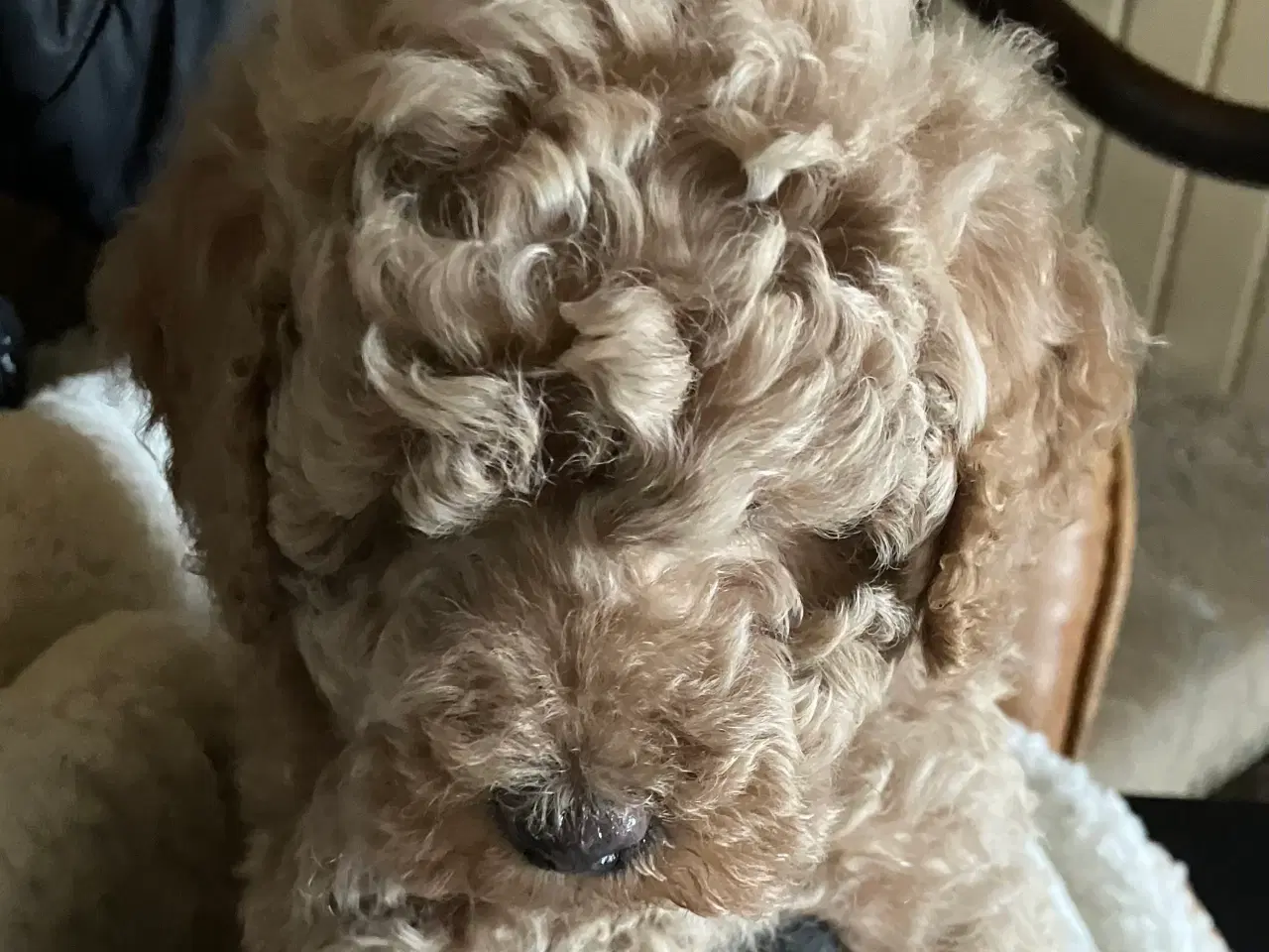 Billede 2 - Mellem labradoodle hvalpe Multigen