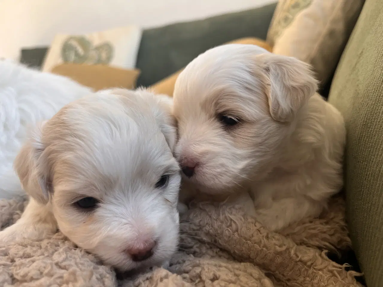 Billede 8 - Coton De Tulear FYN