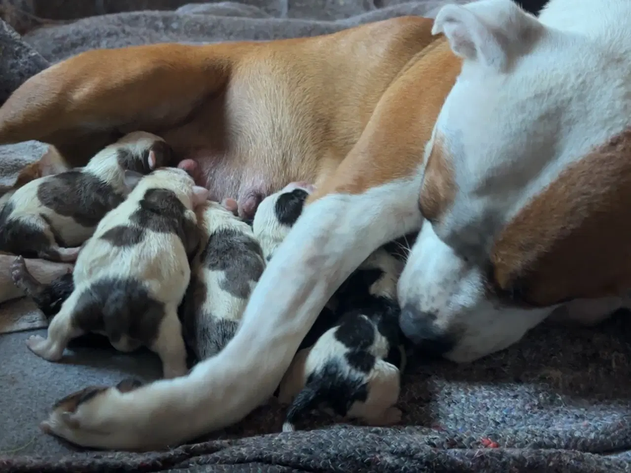 Billede 1 - Hundehvalpe staff og fransk