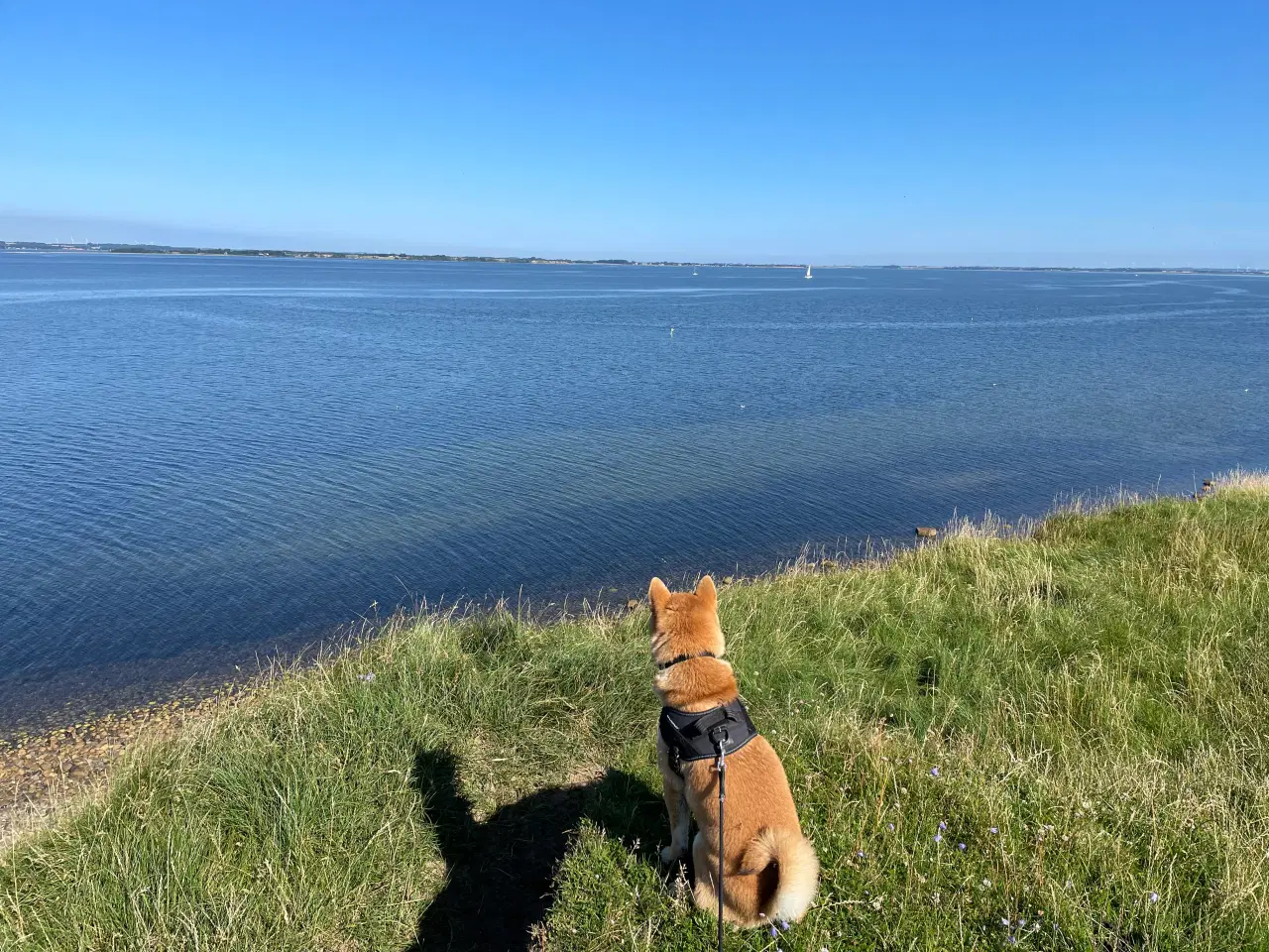 Billede 7 - Shiba Inu, han 2 år