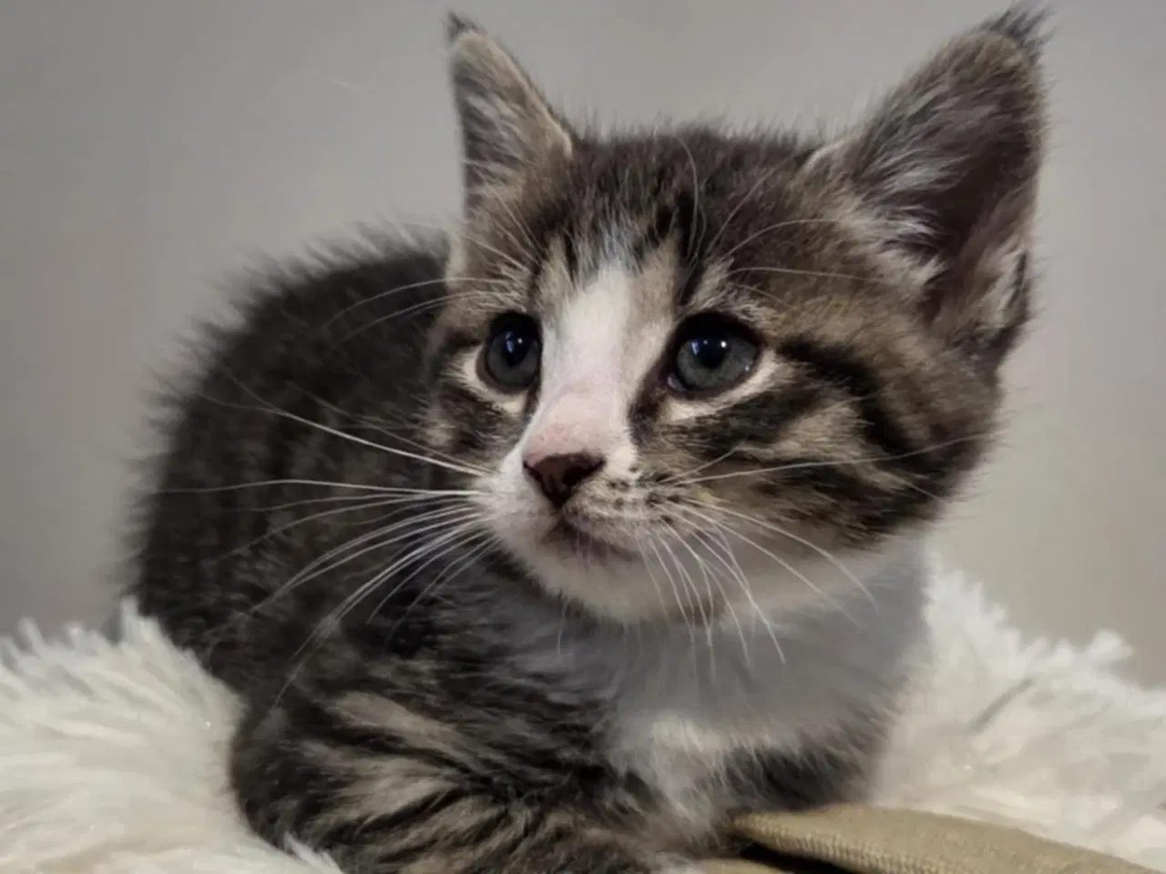 Billede 8 - De smukkeste mainecoon-blandinger 