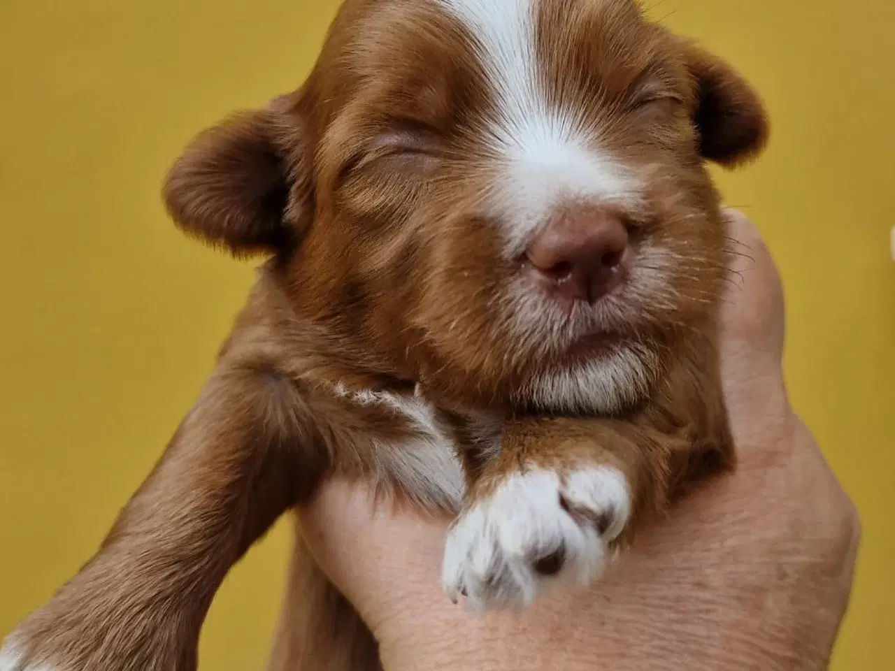 Billede 9 - Bichon Havanais hvalpe med DKK stamtavle