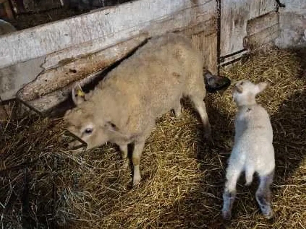 Billede 2 - Får med et vædder lam